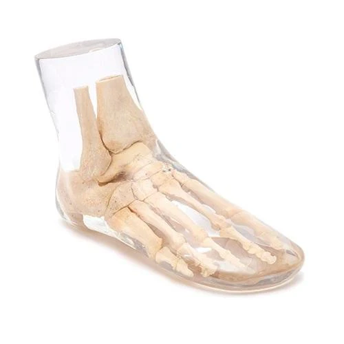 X-Ray Phantom Foot, Opaque